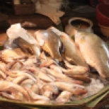 Kolkata Fish Market (5)