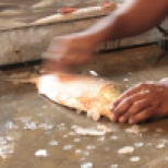 Kolkata Fish Market (8)